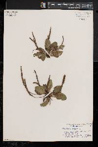 Plantago major image