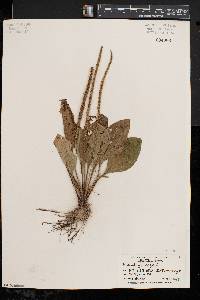 Plantago rugelii image