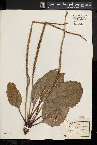 Plantago rugelii image