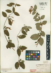 Lonicera japonica var. japonica image