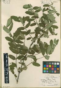 Lonicera morrowii image