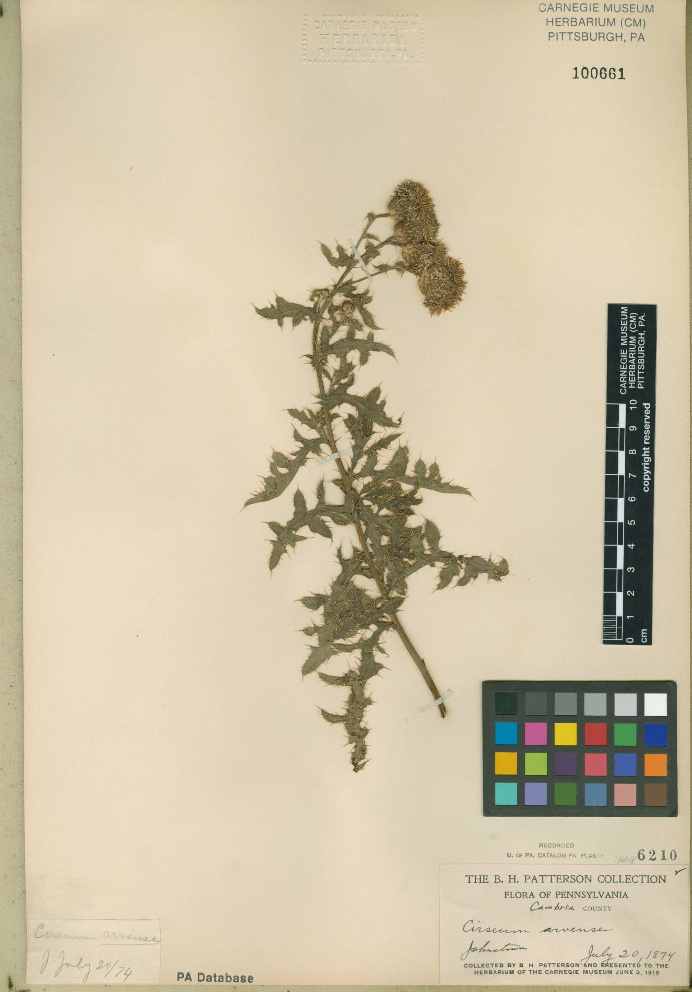Cirsium arvense var. arvense image