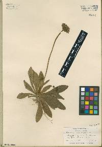 Hieracium aurantiacum image