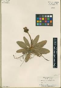 Hieracium aurantiacum image