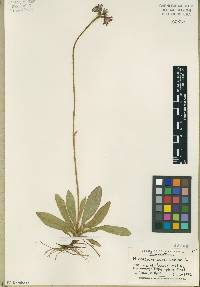 Hieracium aurantiacum image