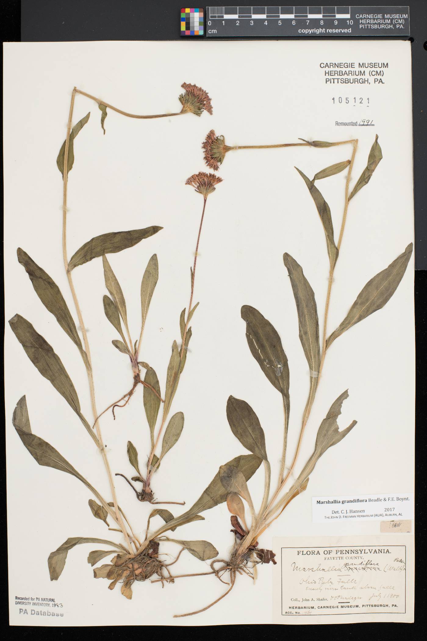 Marshallia grandiflora image