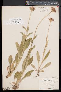 Marshallia grandiflora image