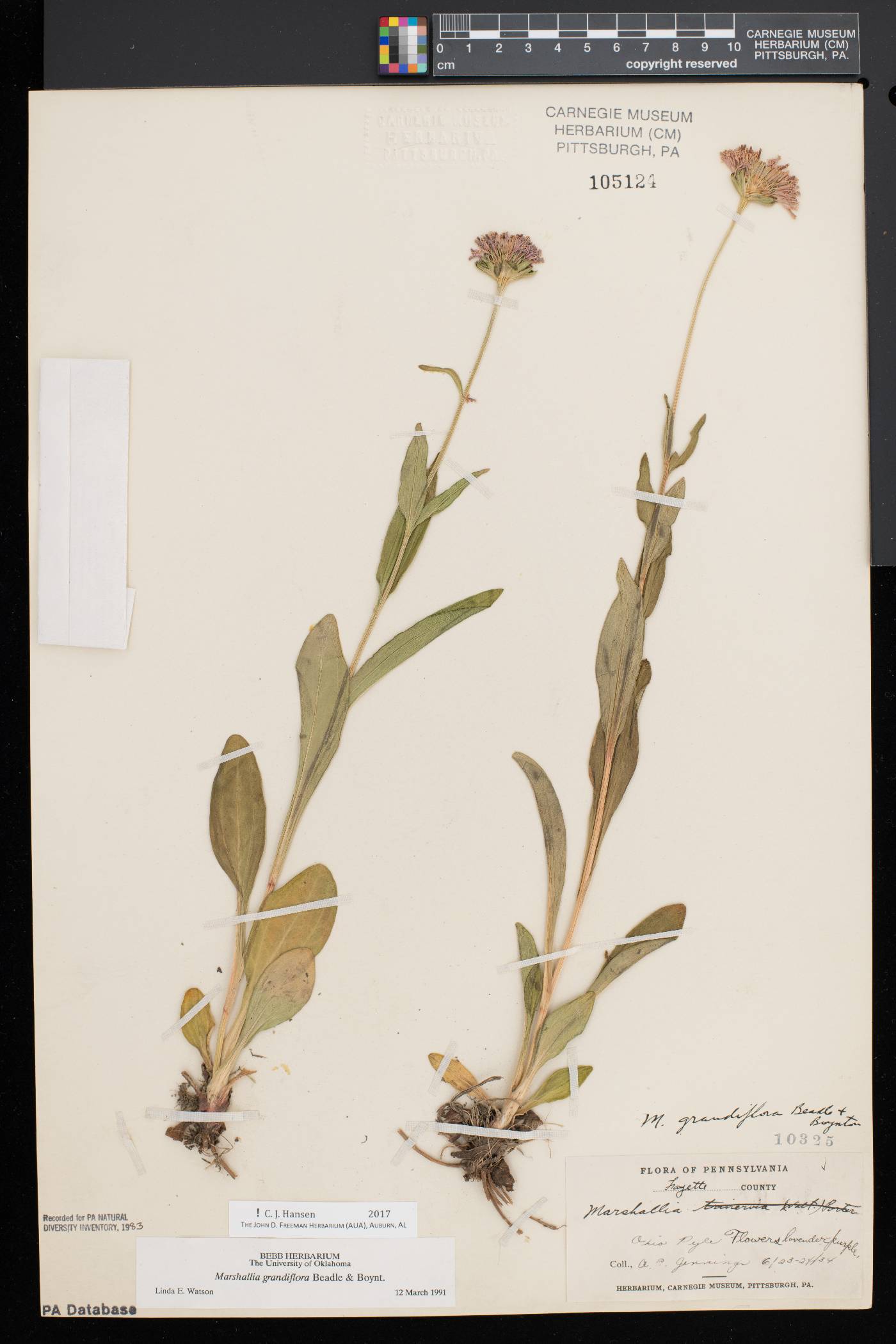 Marshallia grandiflora image