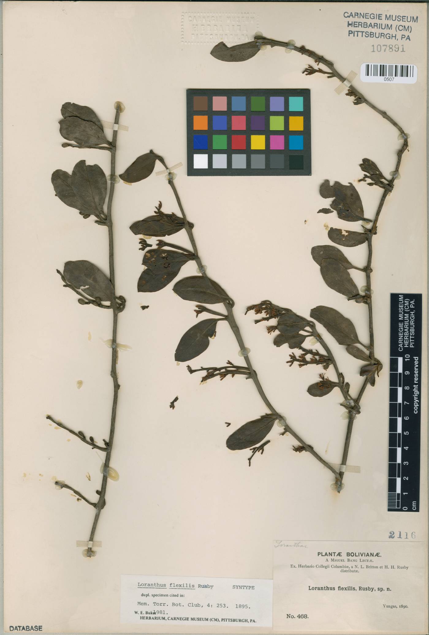 Struthanthus flexilis image
