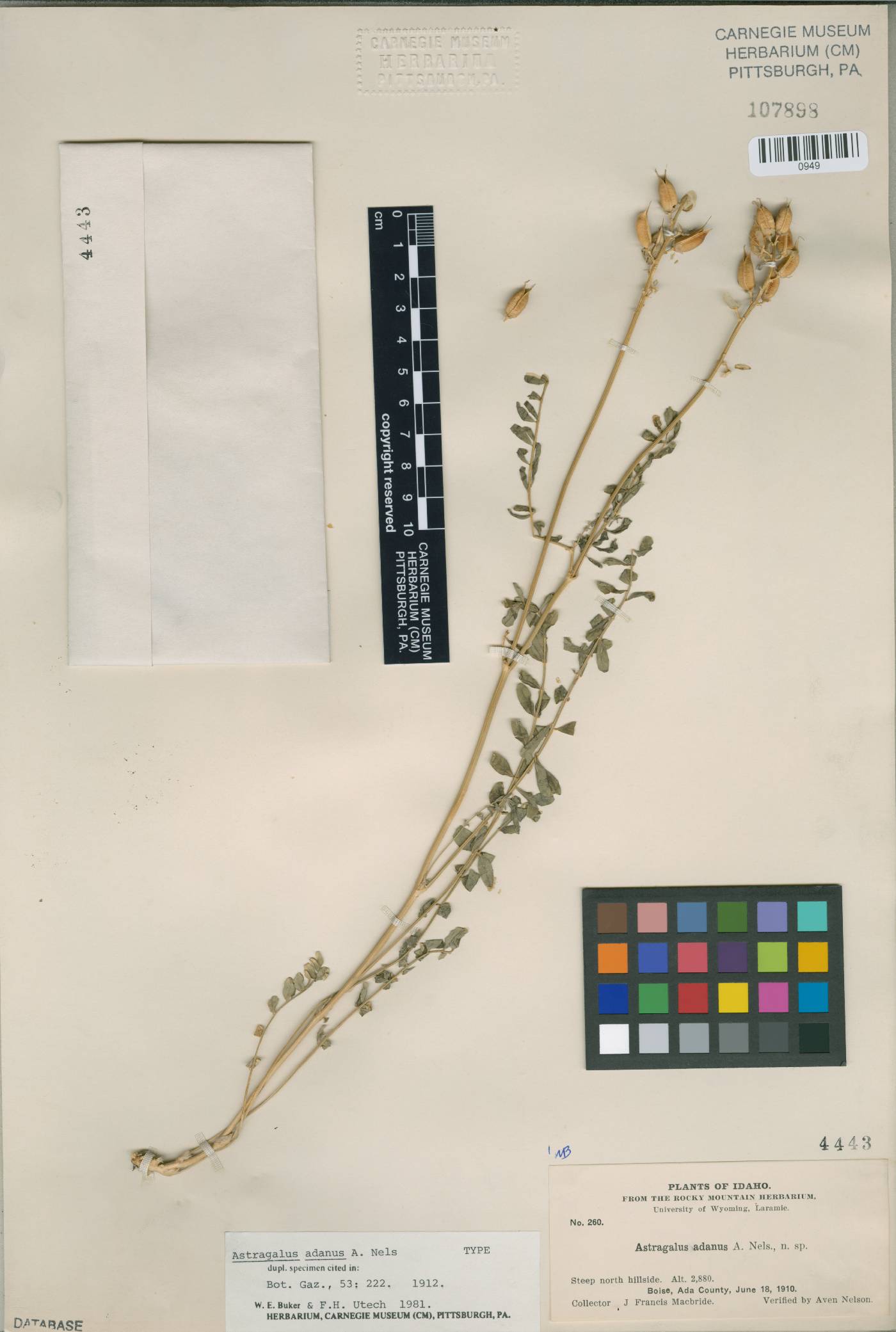 Astragalus adanus image