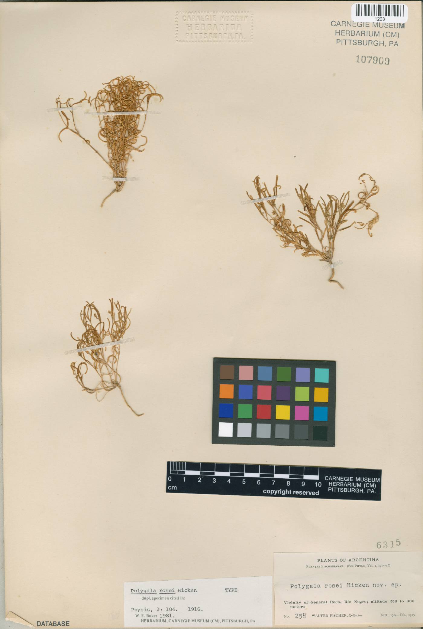 Polygala rosei image