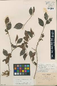 Image of Chrysophyllum marginatum