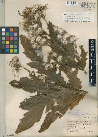 Erechtites hieraciifolius var. megalocarpus image