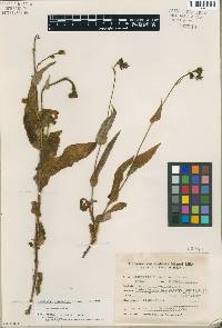 Image of Hieracium eriadenium