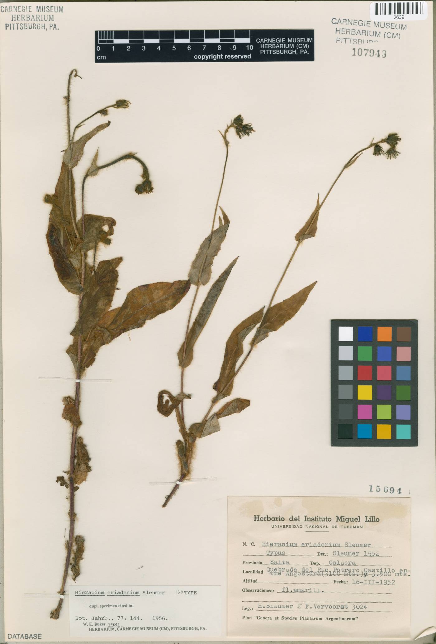 Hieracium eriadenium image
