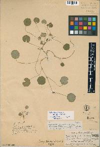 Hydrocotyle vulgaris image