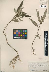 Image of Ophiorrhiza undulata