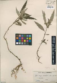 Media resource of Ophiorrhiza undulata