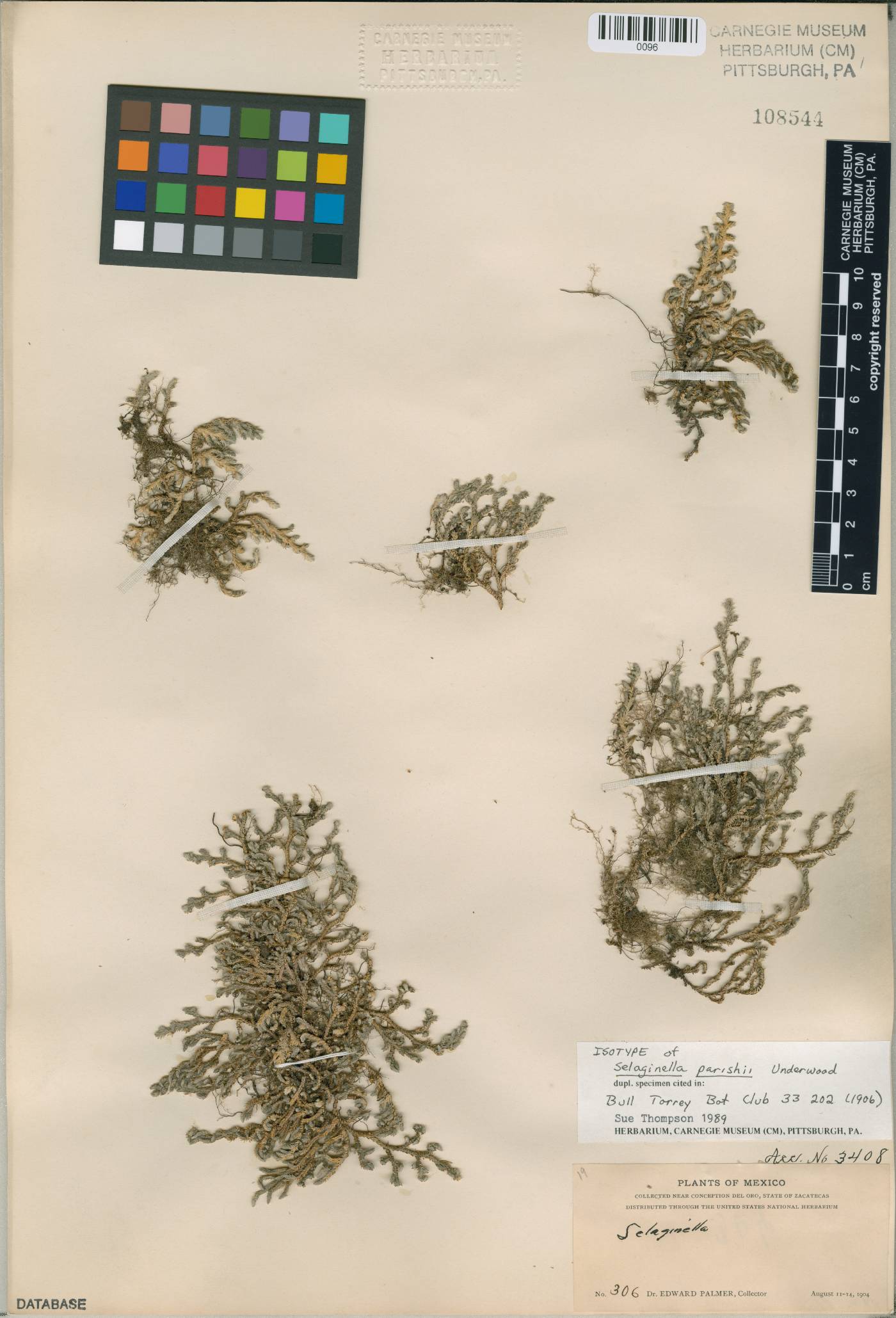 Selaginella parishii image