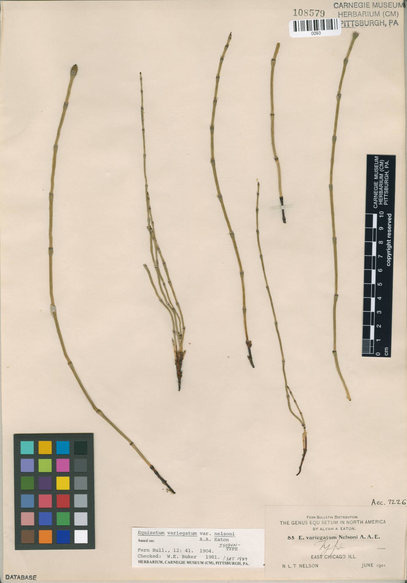 Equisetum nelsonii image