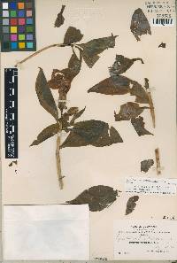 Image of Symbolanthus brittonianus