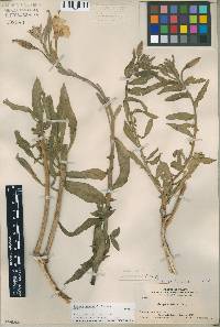 Oenothera macbrideae var. ornata image