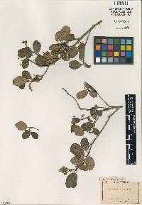 Ribes viburnifolium image
