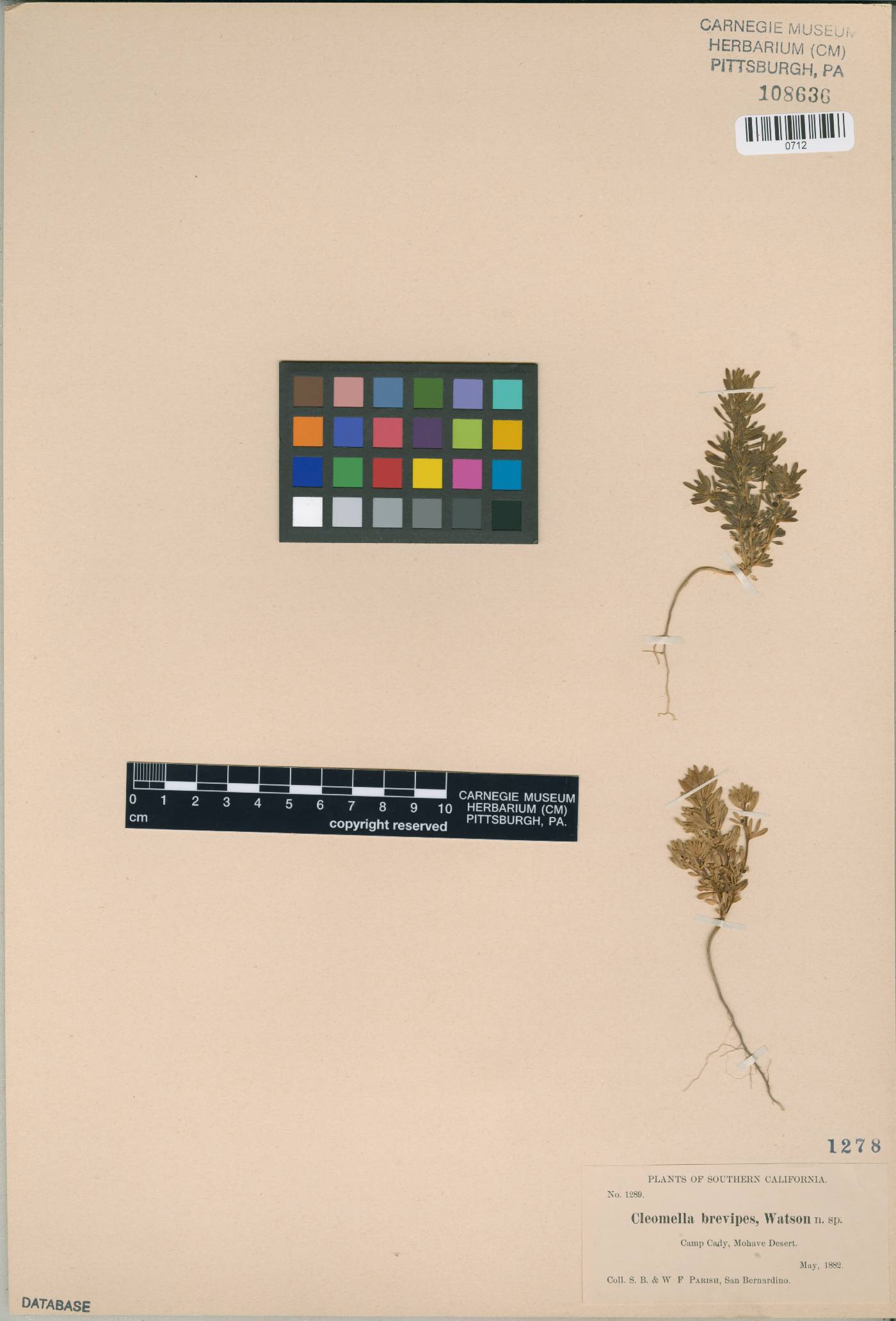 Cleomella brevipes image
