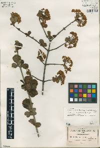 Image of Viburnum cuneifolium