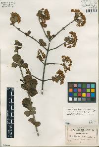 Viburnum cuneifolium image