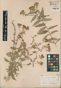 Stevia plummerae image