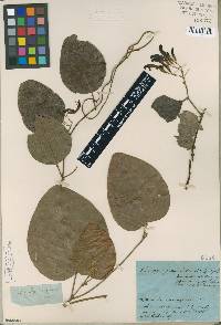 Caulinia nigricans image
