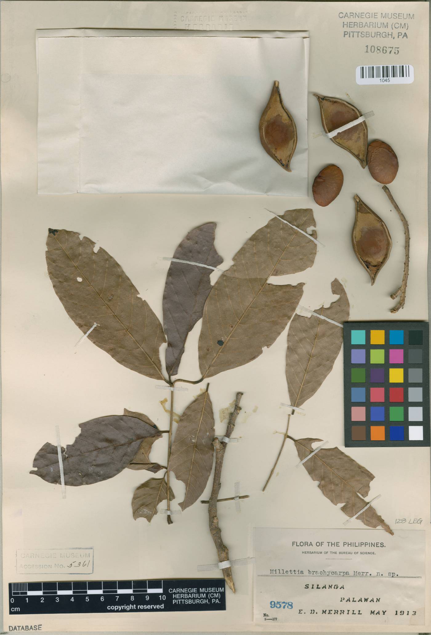 Millettia brachycarpa image