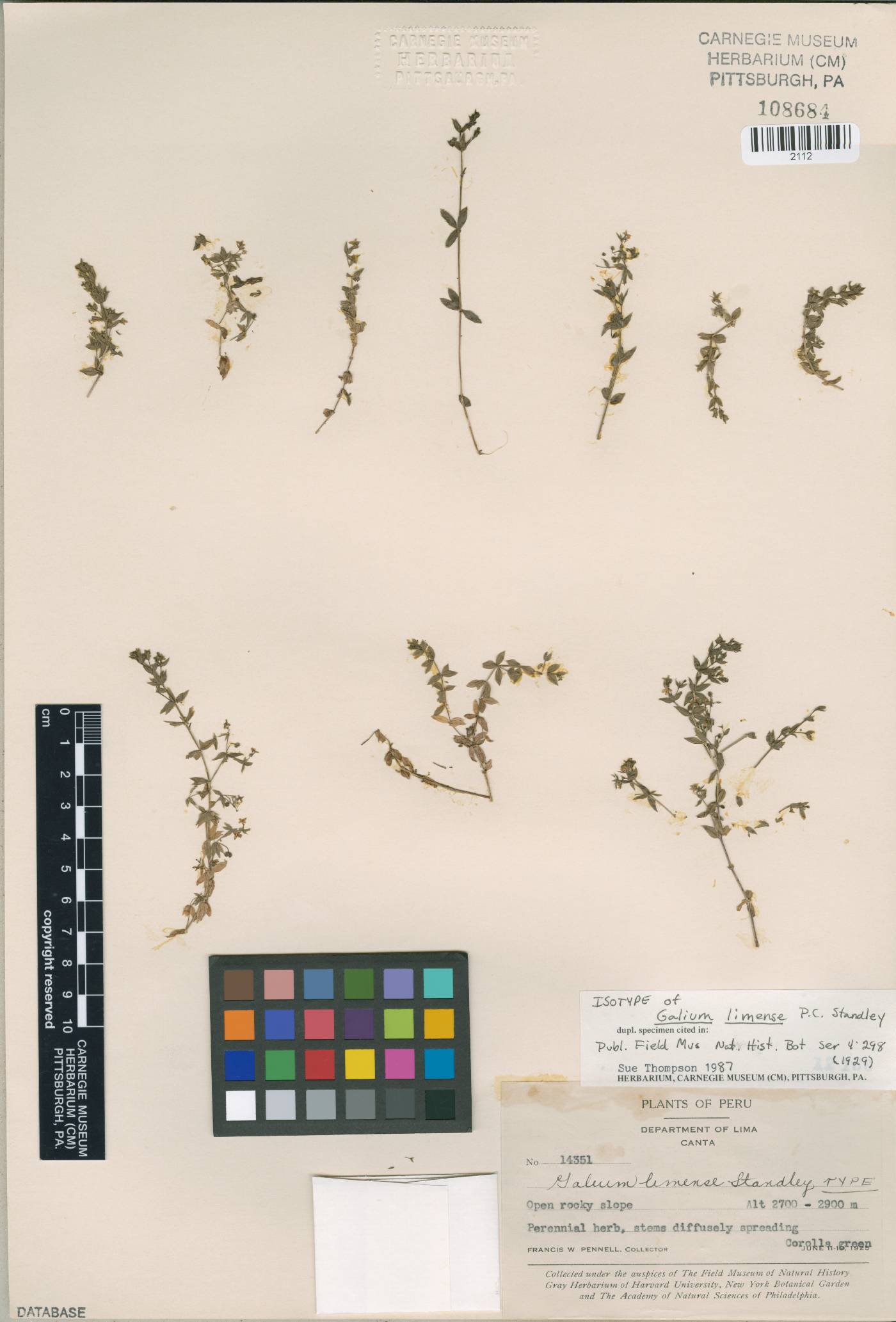 Galium weberbaueri image