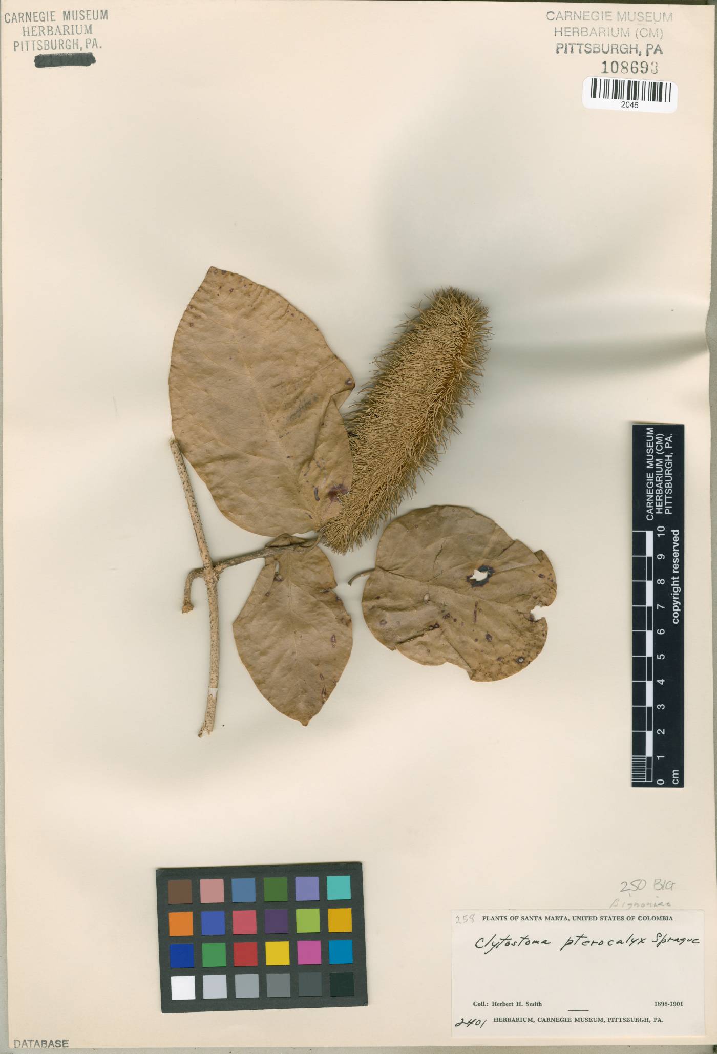 Bignonia pterocalyx image