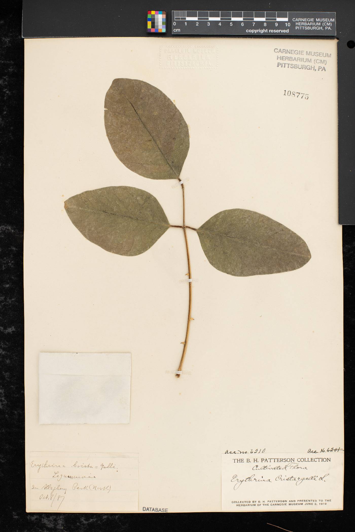 Erythrina crista-galli image