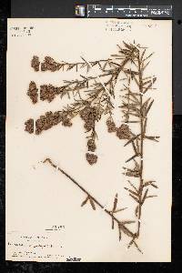 Lespedeza angustifolia image