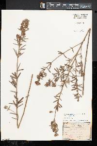 Lespedeza angustifolia image