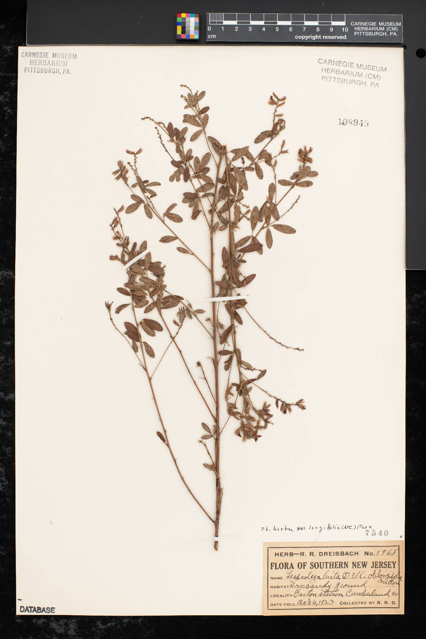 Lespedeza hirta var. longifolia image