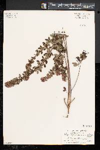 Lespedeza intermedia image