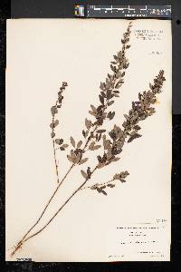 Lespedeza intermedia image