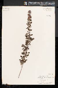 Lespedeza intermedia image