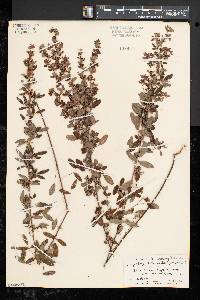 Lespedeza intermedia image