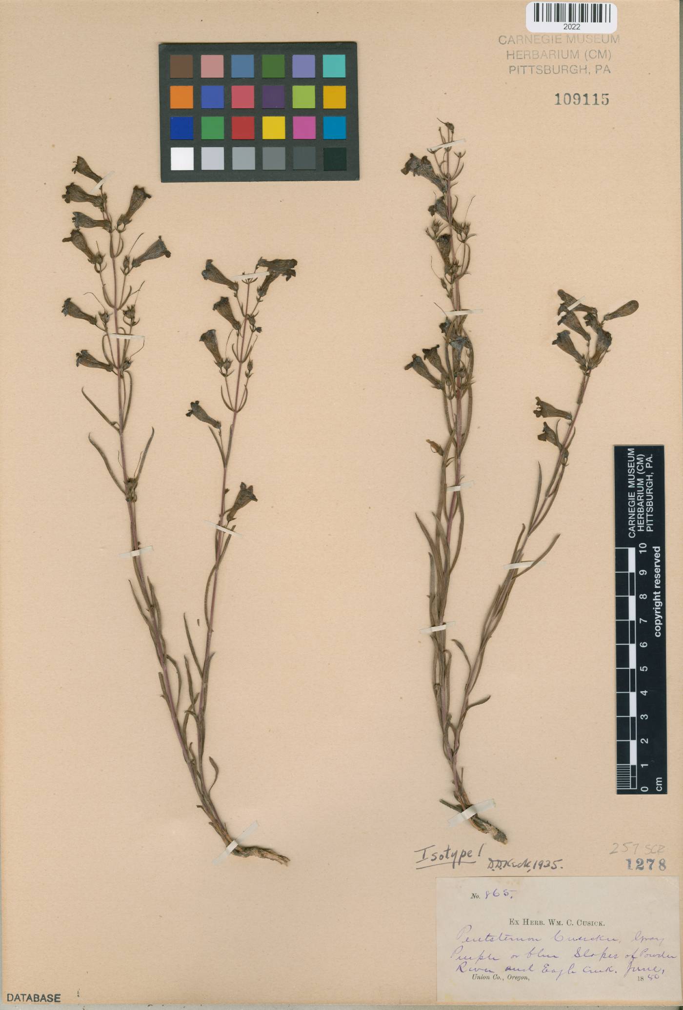 Penstemon cusickii image