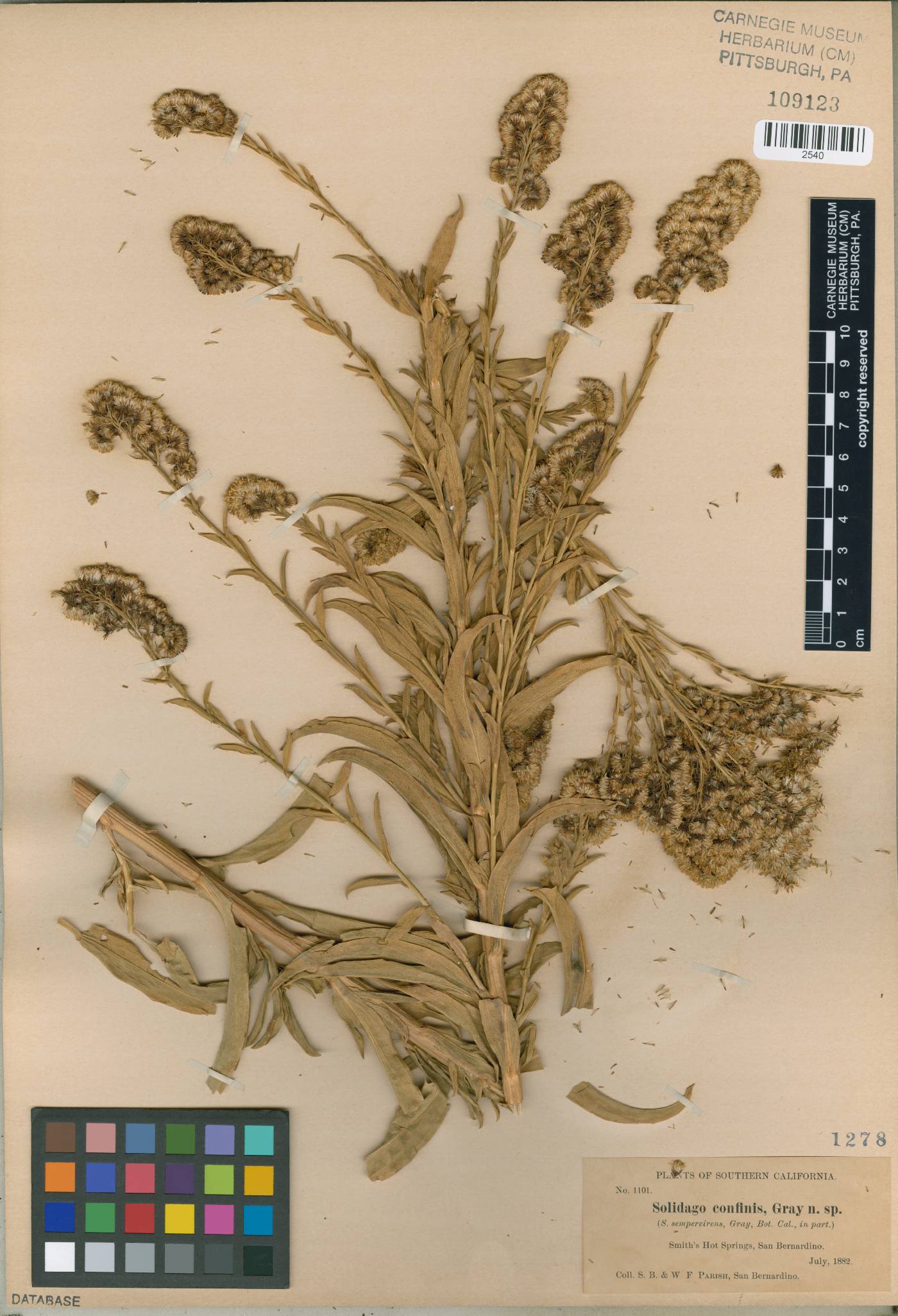 Solidago confinis image