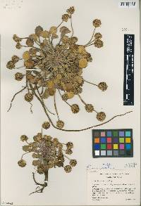 Media resource of Pozoa volcanica