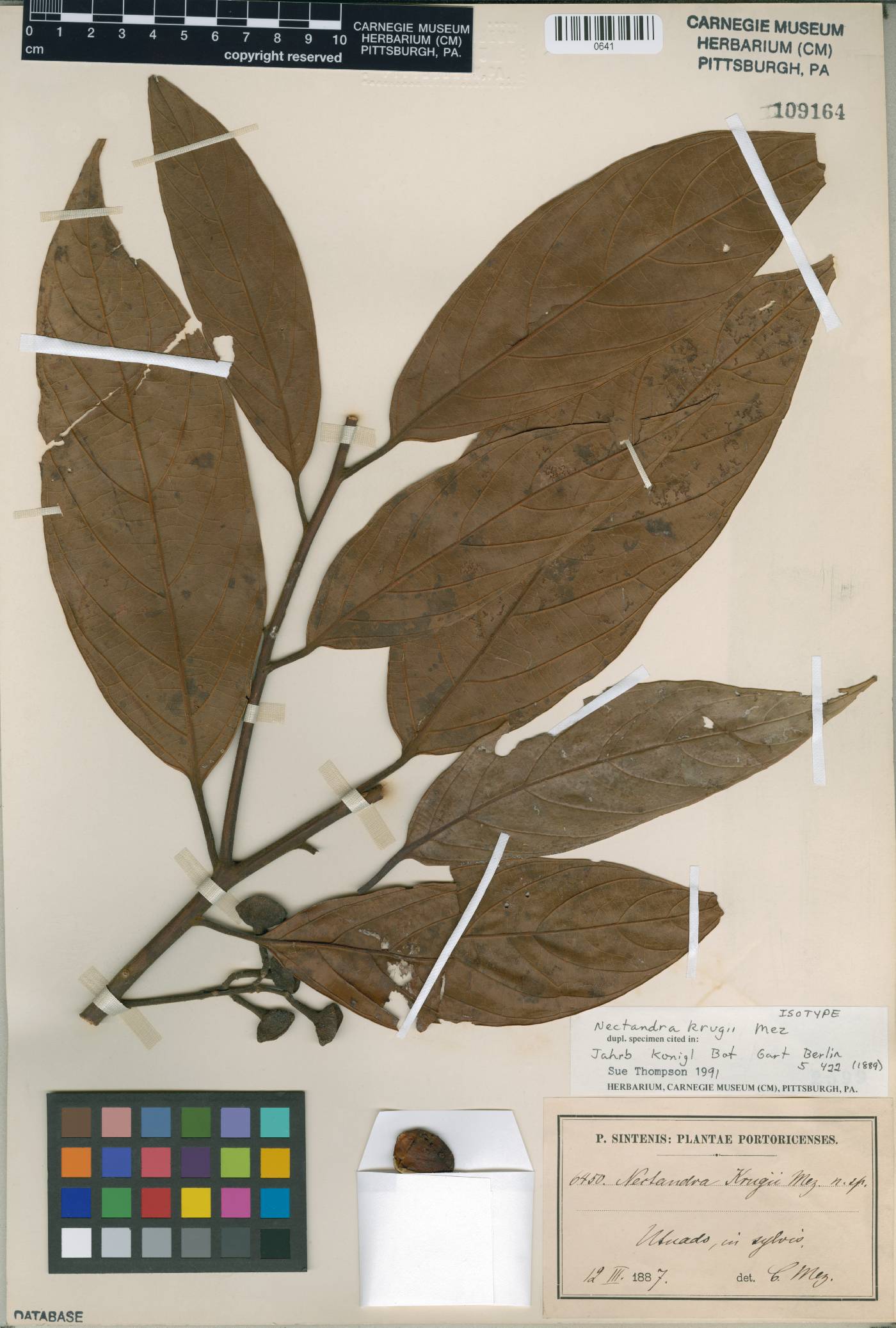 Ocotea krugii image