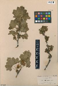 Ribes watsonianum image