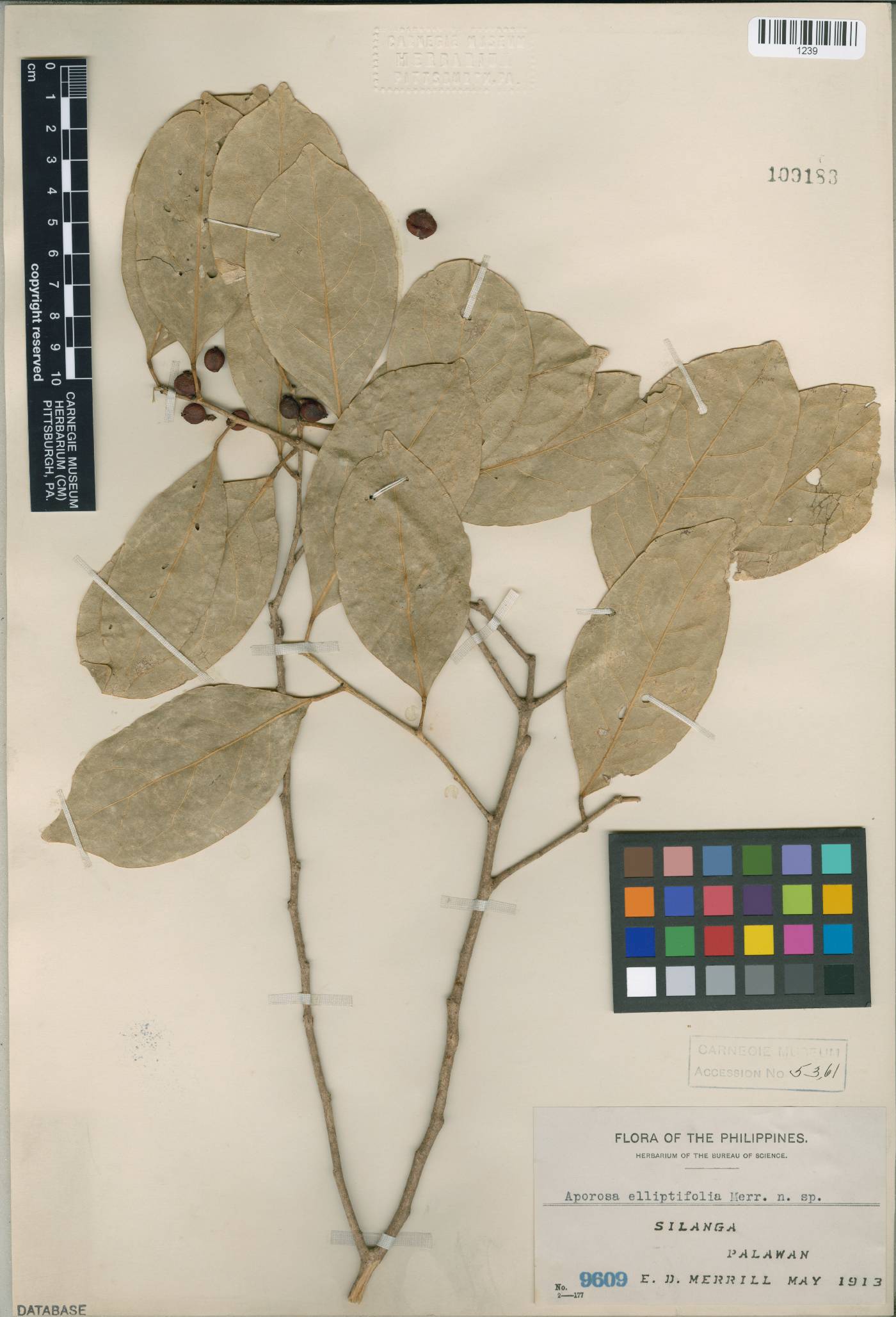 Aporosa symplocifolia image