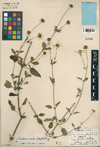 Bidens mitis image